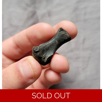 Very Rare Giant Bear Dog Tail Vertebra Fossil Bone Mammal From Florida